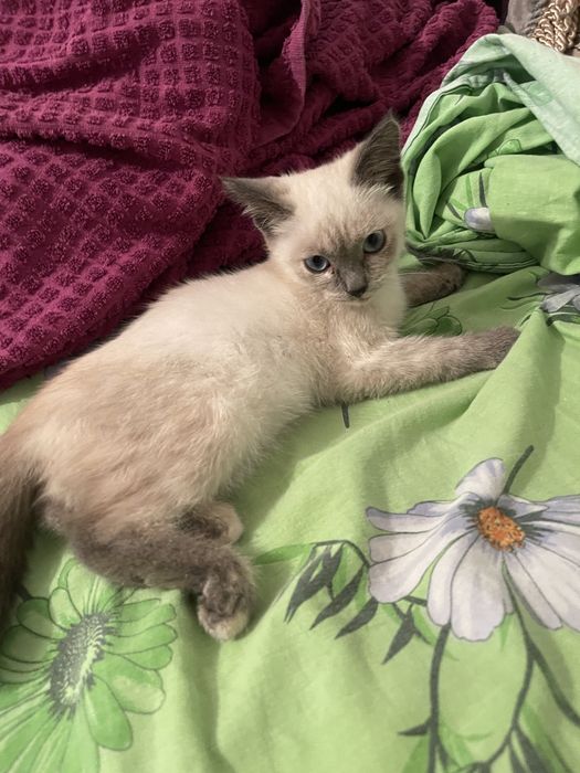 Отдам в хорошие руки котят и кошку