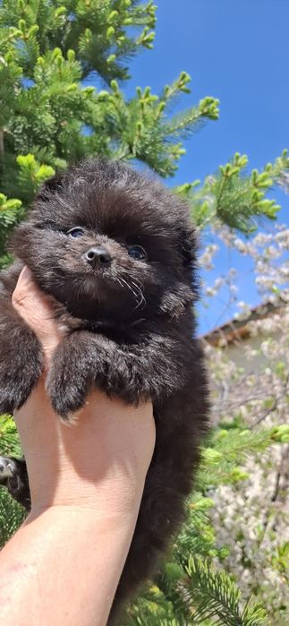 Щенки шпица с документами