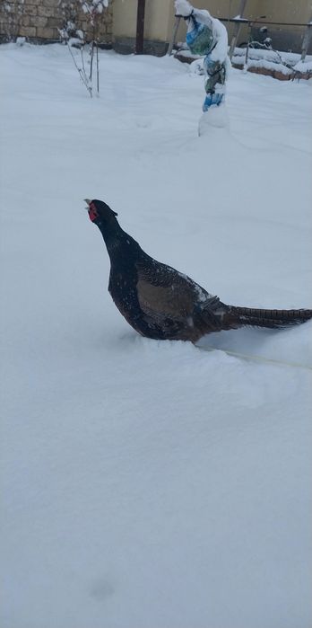 Қырғауыл Фазан сатылады(=1штук 15мың=)