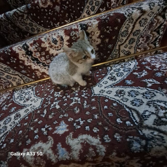 Отдам даром красивых и здоровых котят.