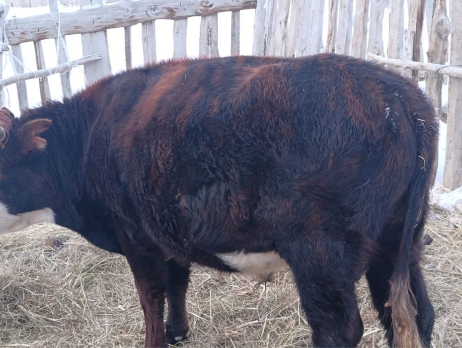 Соғым сатылады жас мал