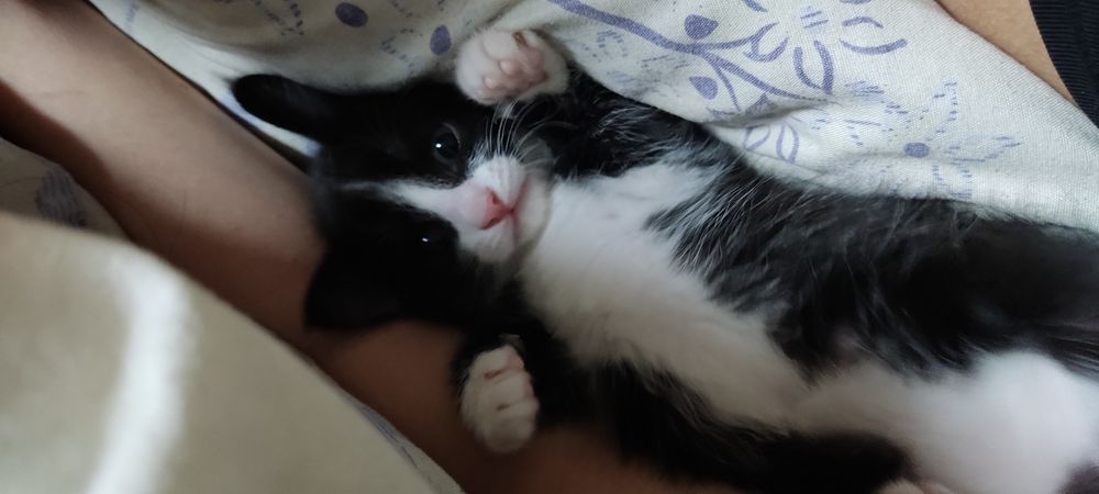 Котята в хорошие руки