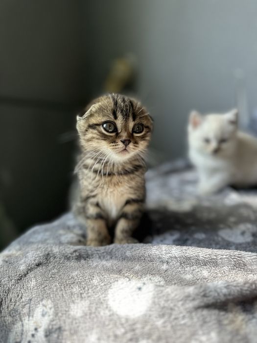 Продам шотладских котят
