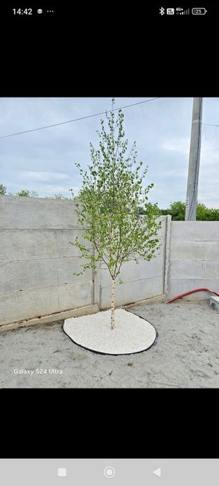 Puieții salcâm la preț bun