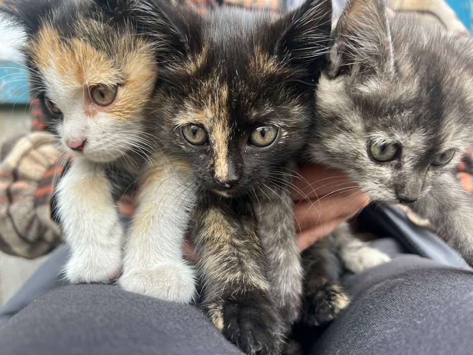 Отдам даром котят