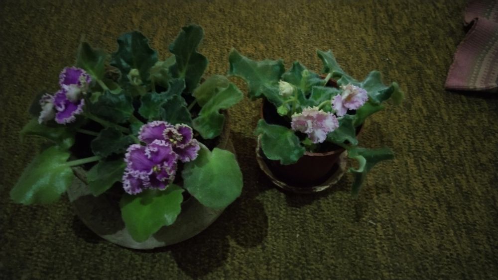 Фиалки сортовые цветущие.