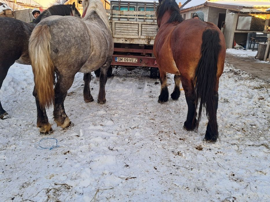 Vand 3 iepe gestante toate 3