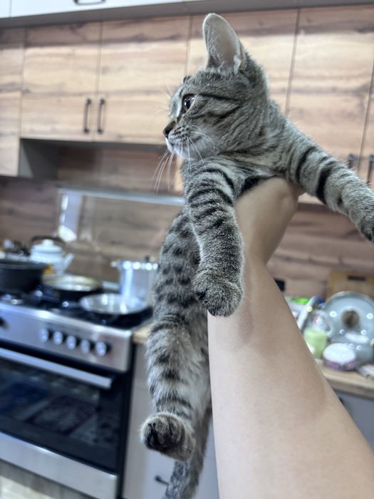 Кошка.