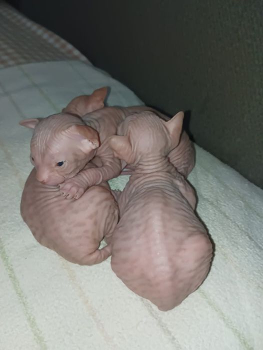 Канадский сфинкс