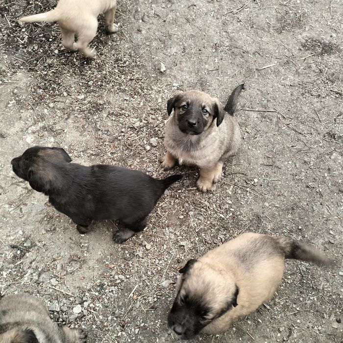 Отдам щенят в добрые руки