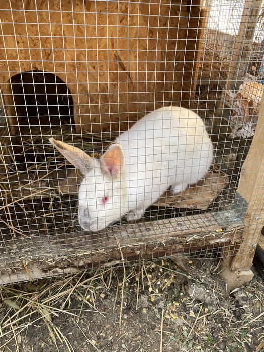 Femela gestanta in 2 saptamani