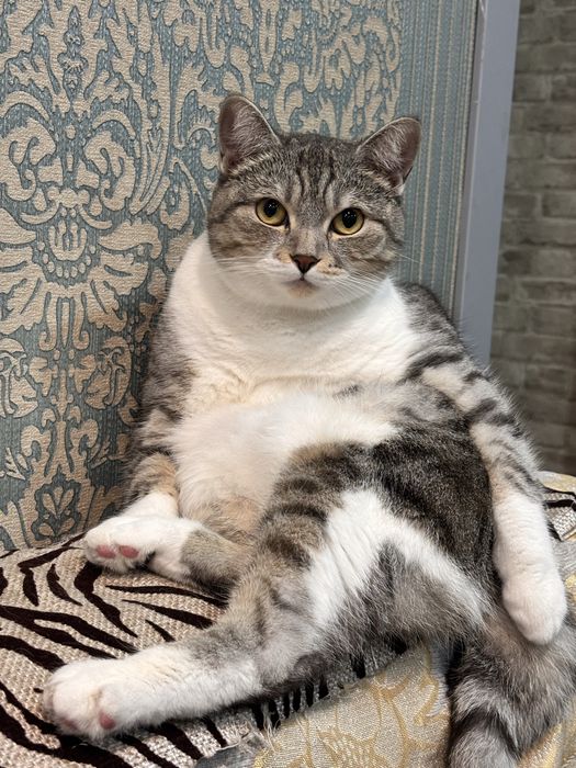 Кошка стерильная в добрые руки