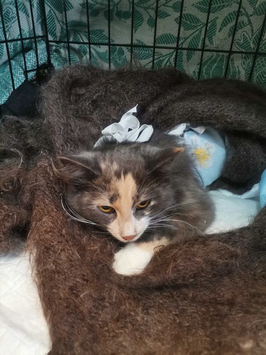 Отдам стерилизованных кошек