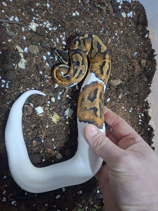 Boa Constrictor Hypo DH 100% vpi Leopard sarpe serpi
