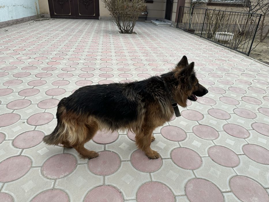 Продам немецкую овчарку