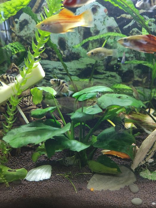 Сапфировые попугаи