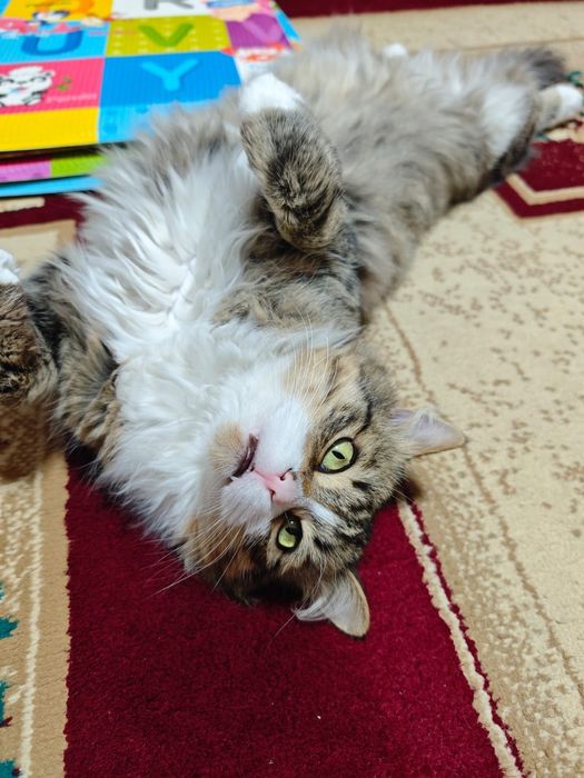 Отдам кота в хорошие руки