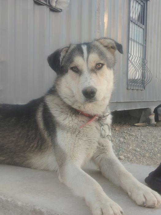 Мальчик, 1,5 года,