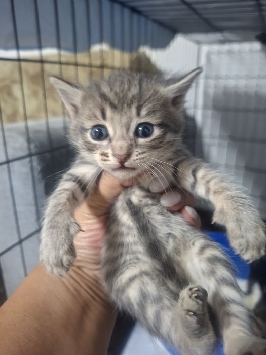 В добрые руки  котенок