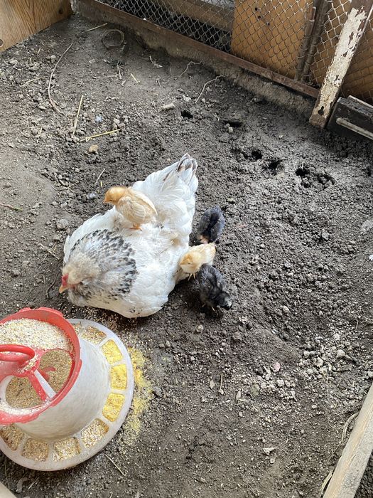 Closca cu pui de casa .
