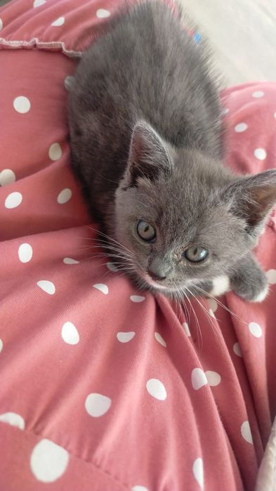 Отдам в добрые руки