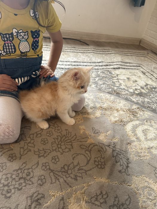 Шиншила Британская