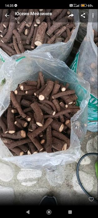 Butasi -drajoni Pauwlovnia