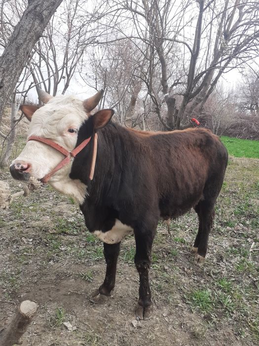 Gibrid buqa sotiladi