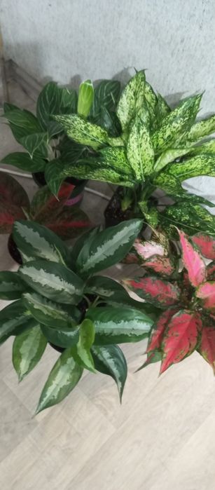 Распродажа сортовых аглоанем