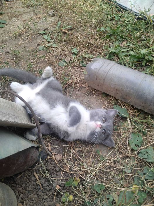 Котята бесплатно