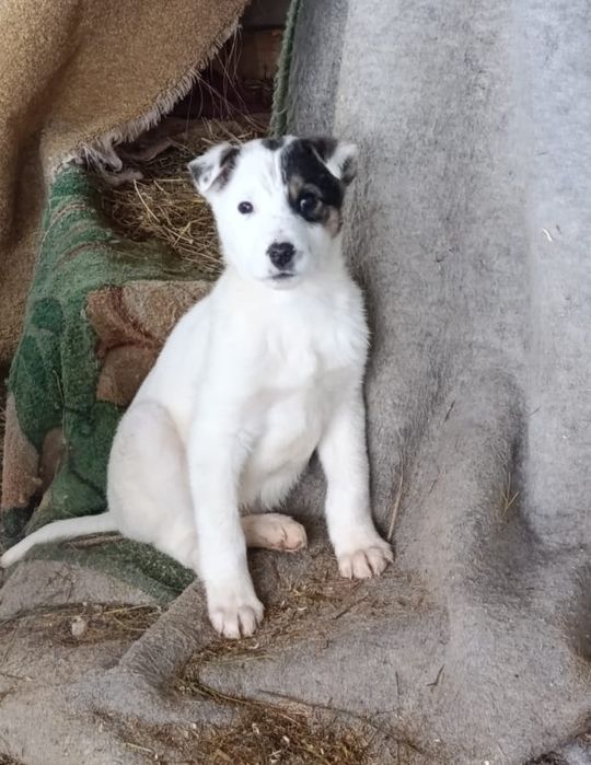 Отдам в добрые руки