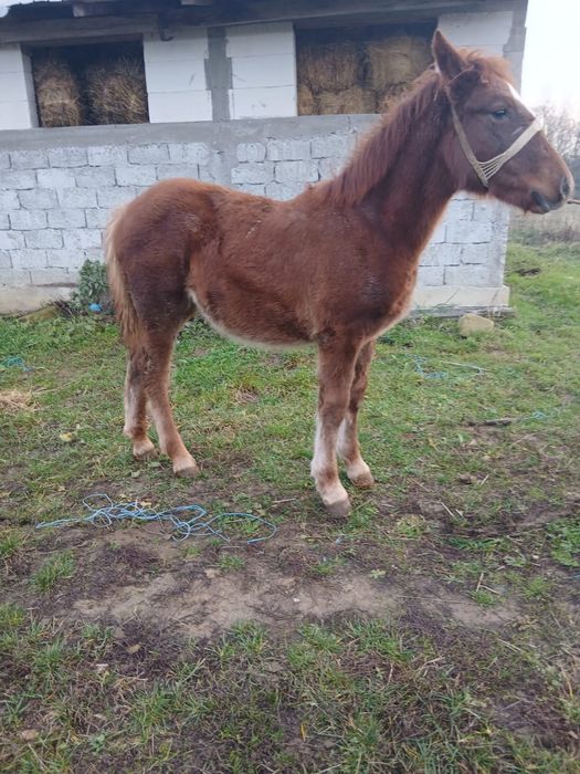 Vând manză semi grea!