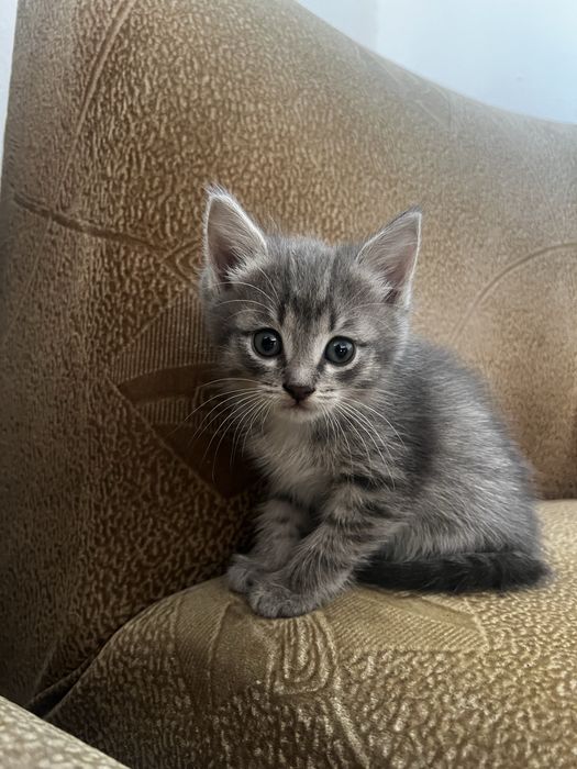 Котята, 1,5 мес, мальчики и девочки