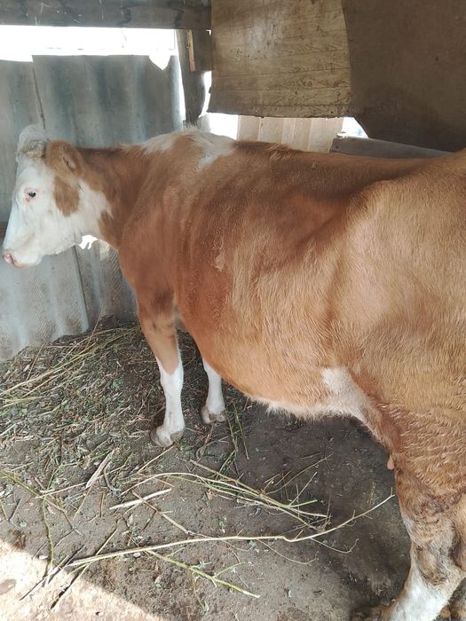 Продам корову узынагаш