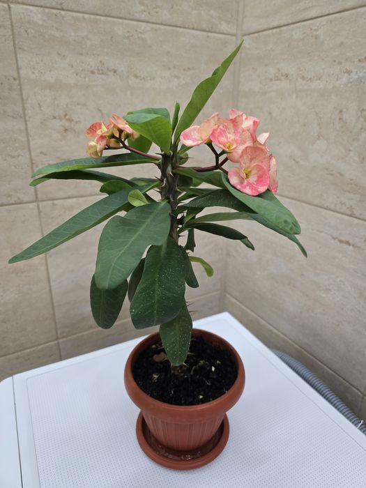 Цветущий красивый малочай!