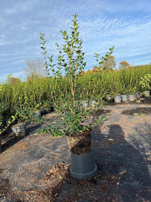 Prunus/Photinia/Eleagnus/Miscanthus/Taxus/Osmanthus
