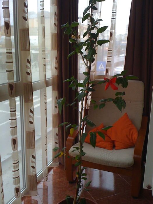 Pers. Fizica Vând apartament cu 3 camere Cetate locatie excelenta.