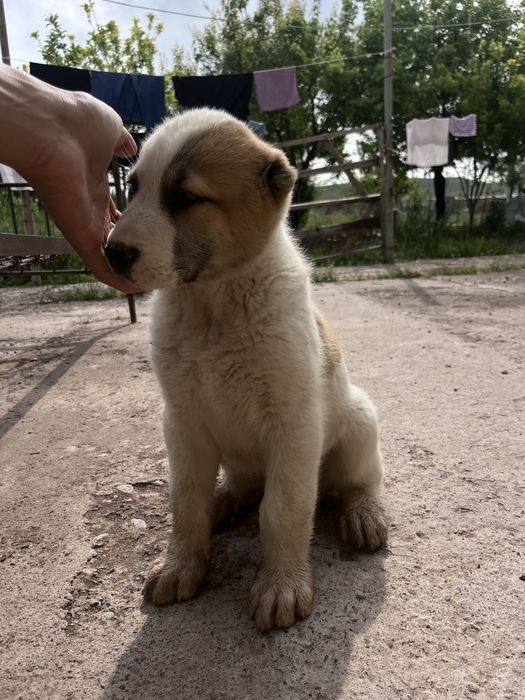 Продам щенка
