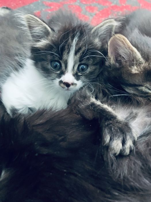 Отдаю котят бесплатно !