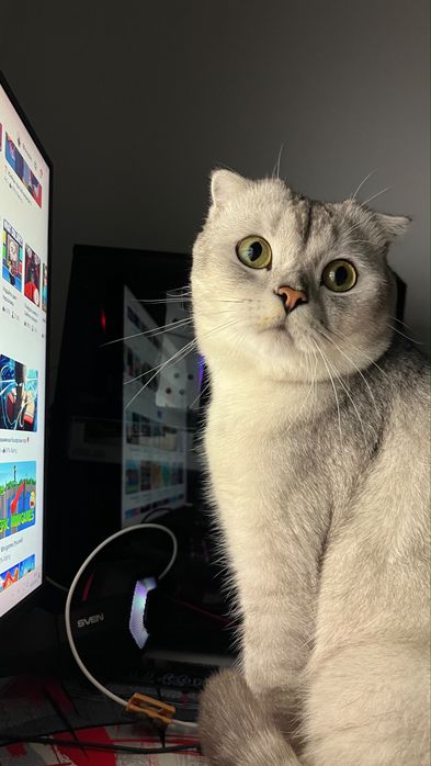 Шотландский веслоухий кошка