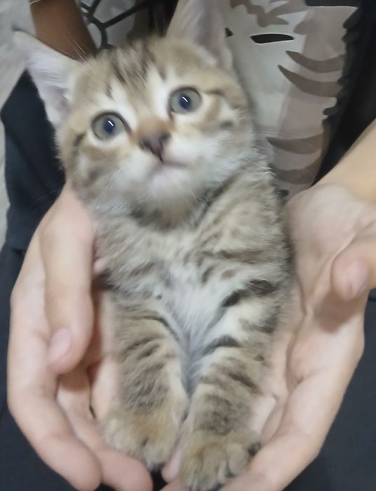 Отдам котят в хорошие руки