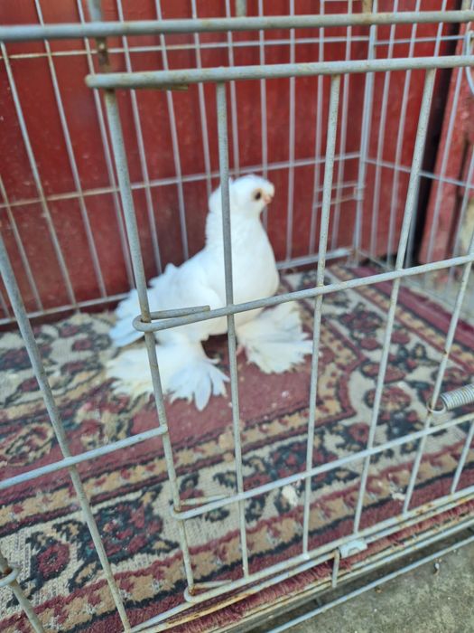 Голуби духчеви  сатылады