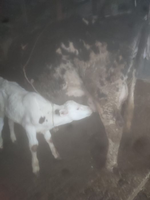 Vand vaca recept fatata .