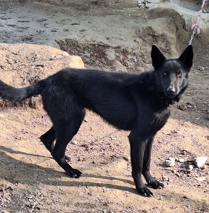 Toza qop qora zotli afcharka ! Srochna sotiladi !