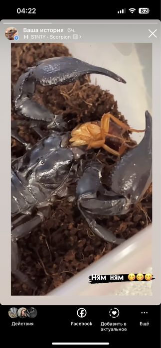 Скорпион Heterometrus spinifer