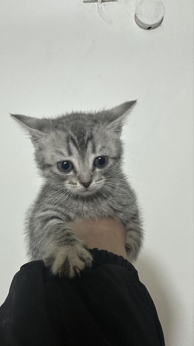 Отдам котенка! Бесплатно! Девочка!