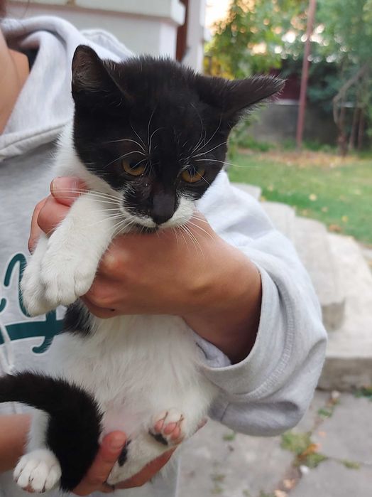Pisici pentru adoptie
