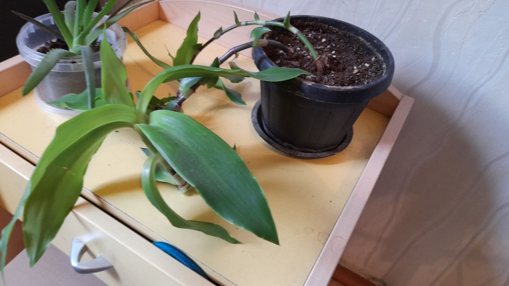 Продам алоэ,сансивьеру.