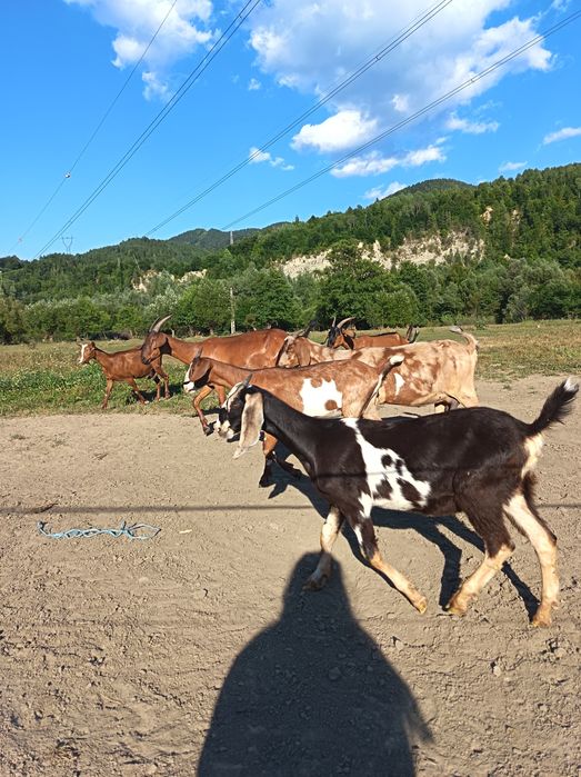 Lot de capre genetică bună.