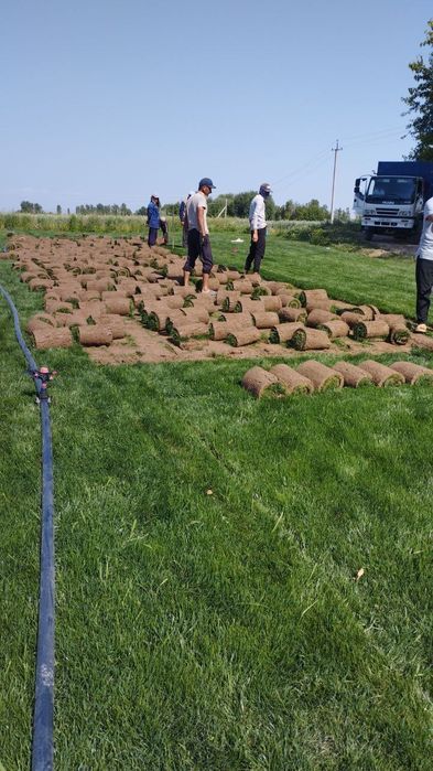 Газон Gazon ОПТОМ (F1) чемпион.ЭКИШ полив фонтан